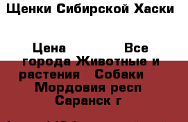 Щенки Сибирской Хаски › Цена ­ 20 000 - Все города Животные и растения » Собаки   . Мордовия респ.,Саранск г.